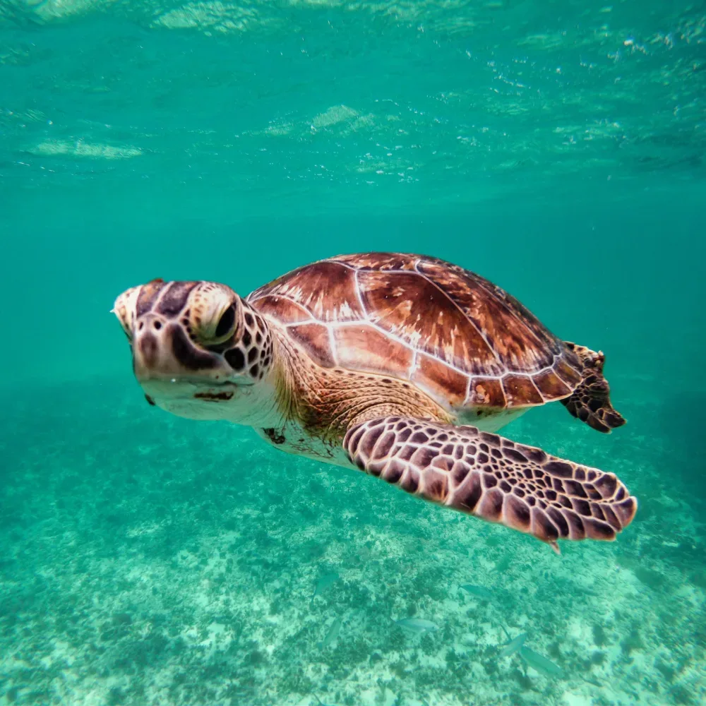 Broward reef tours